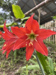 Hippeastrum