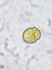 Parvodinium inconspicuum