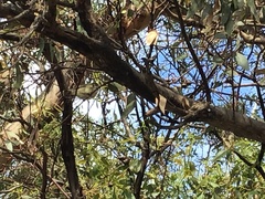 Acanthiza chrysorrhoa