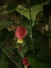 Callianthe megapotamica