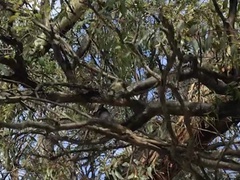 Acanthiza chrysorrhoa