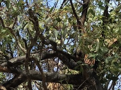 Acanthiza chrysorrhoa