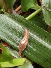 Helicarionoidea
