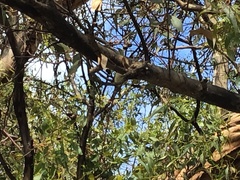 Acanthiza chrysorrhoa