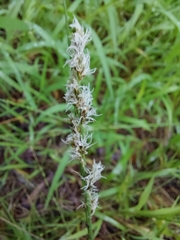 Carex appressa
