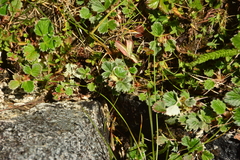 Potentilla villosa