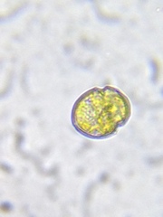 Parvodinium inconspicuum