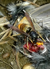Vespa velutina nigrithorax