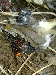 Vespa velutina nigrithorax