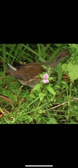 Gallinula chloropus