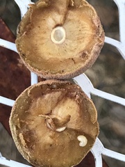 Disholcaspis cinerosa