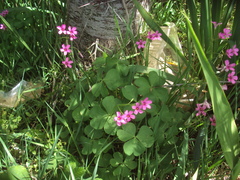 Oxalis articulata
