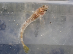 Bellapiscis lesleyae