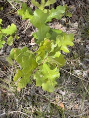 Quercus sinuata