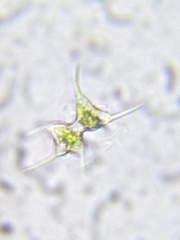 Staurodesmus cuspidatus