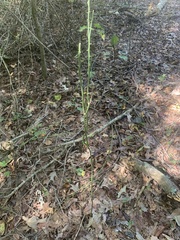 Smilax