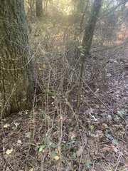 Smilax