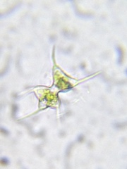 Staurodesmus cuspidatus