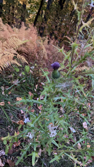 Cirsium vulgare