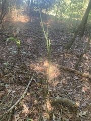 Smilax