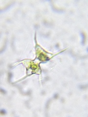 Staurodesmus cuspidatus