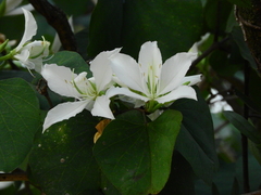 Bauhinia variegata candida