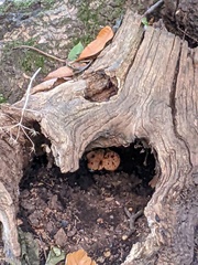 Fistulina hepatica