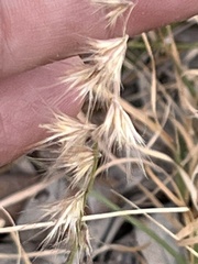 Bouteloua rigidiseta