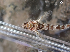 Bellapiscis lesleyae
