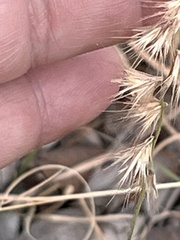 Bouteloua rigidiseta