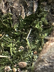 Amblystegium serpens