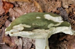 Russula parvovirescens