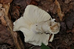 Russula parvovirescens