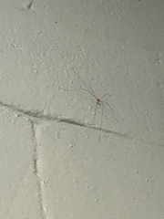Sclerosomatidae