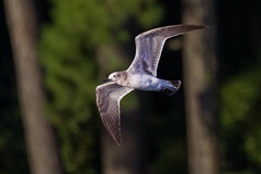 Leucophaeus atricilla
