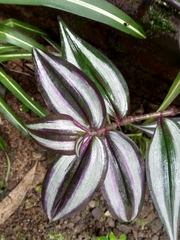 Tradescantia zebrina