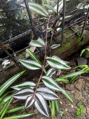 Tradescantia zebrina