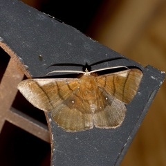 Sphacelodes vulneraria