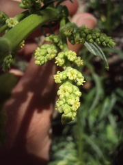 Valeriana polystachya