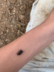 Asiopus minimus