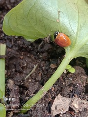 Cycloneda emarginata