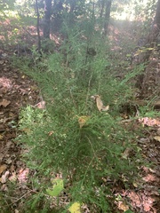 Juniperus