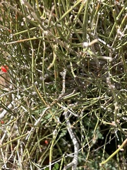 Ephedra antisyphilitica