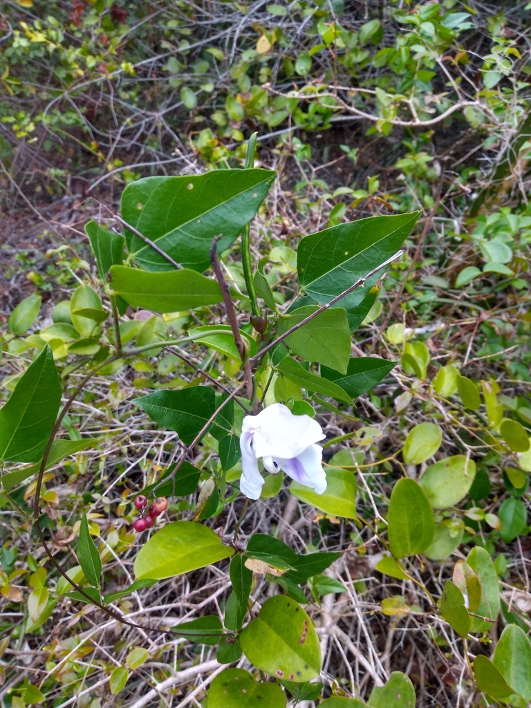 Condylostylis candida