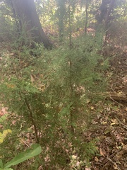 Juniperus