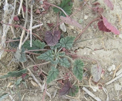 Erodium texanum