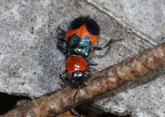 Dicranolaius cinctus