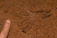 Procyon cancrivorus