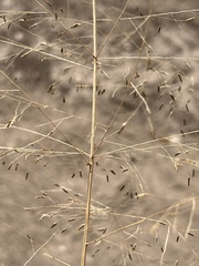 Eragrostis intermedia