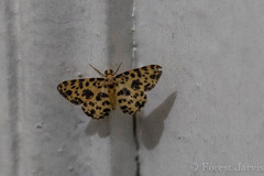 Monocerotesa proximesta